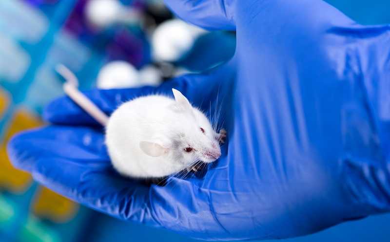 Лекарство от рака помогает снизить вес у мышей с ожирением