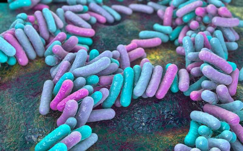 Влияние микробиоты на метаболизм сопоставимо с ролью печени в организме