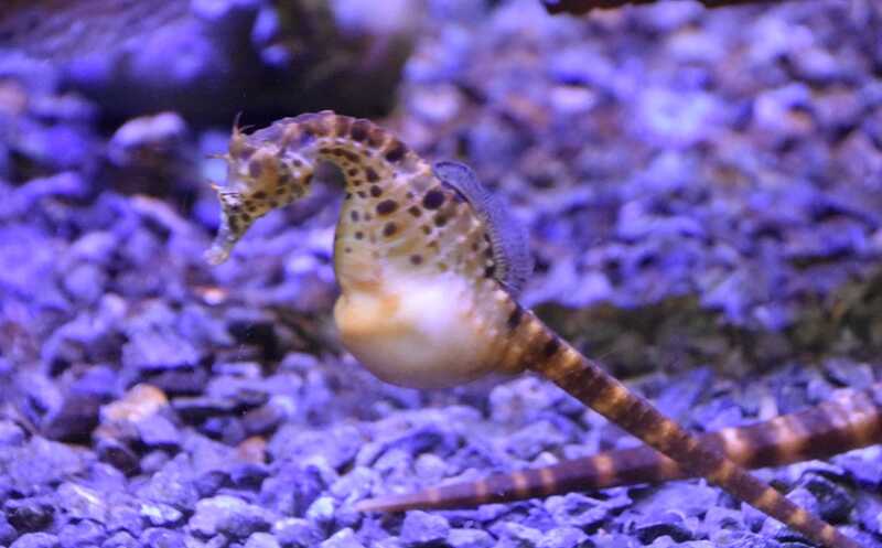 «Мужская беременность» у морских коньков могла начаться с налипания икринок на кожу