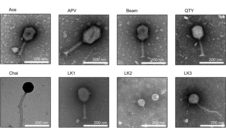 «Натренированные» фаги уничтожили резистентную клебсиеллу