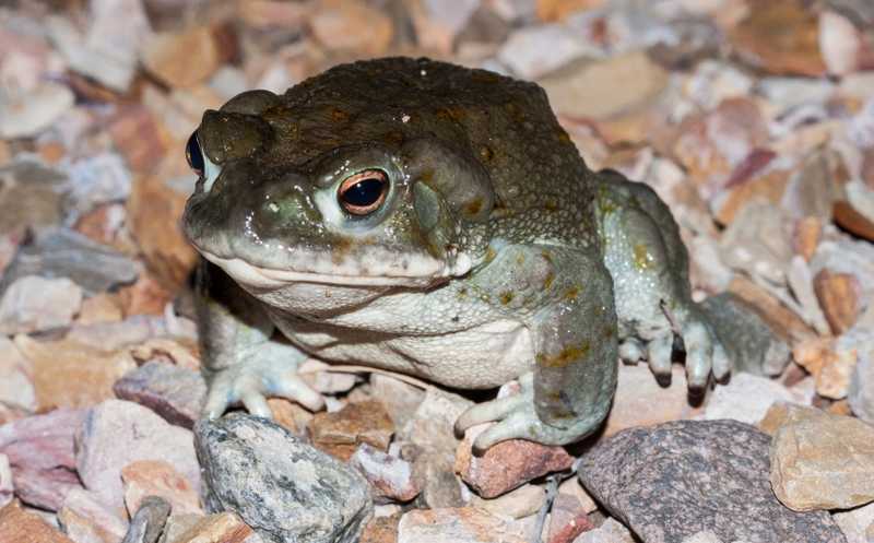 Психоделик из яда колорадской жабы может помочь в лечении депрессии