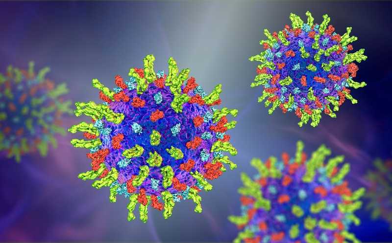 Генная терапия снижает заразность герпесвируса при активации латентной инфекции