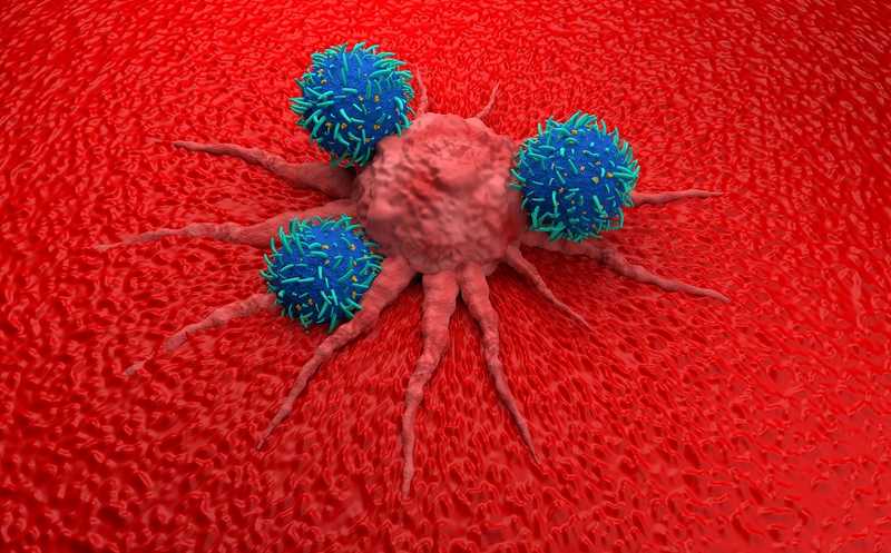 Естественные киллеры уничтожают активированные T-клетки и снижают эффективность CAR T-терапии
