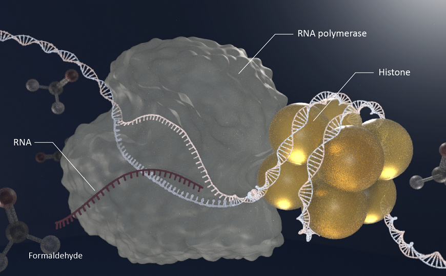 Раскрыт механизм восстановления ДНК после воздействия альдегидов