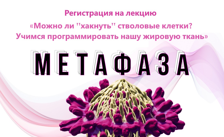 Метафаза2