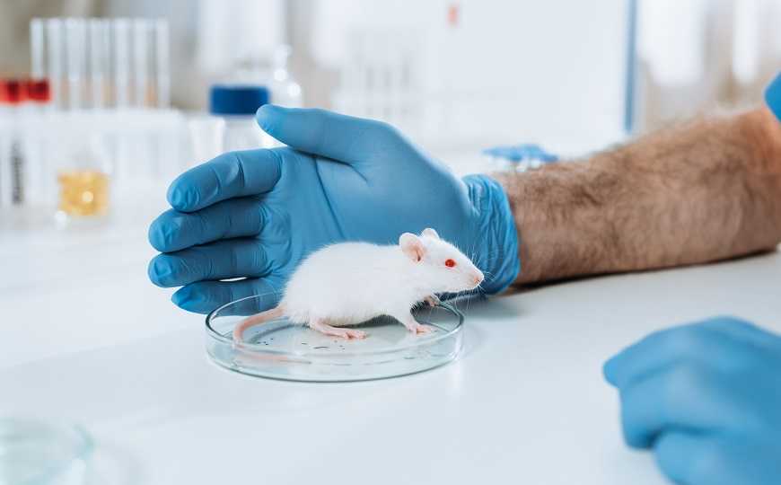 Омикрон протекает в более легкой форме у мышей и хомячков
