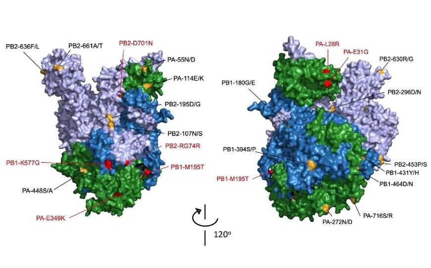 РНК-полимераза вируса гриппа: новое уязвимое место