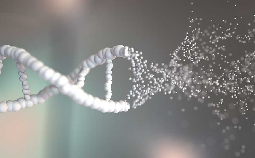 Белок 53BP1 не только чинит ДНК, но и поддерживает стабильность генома