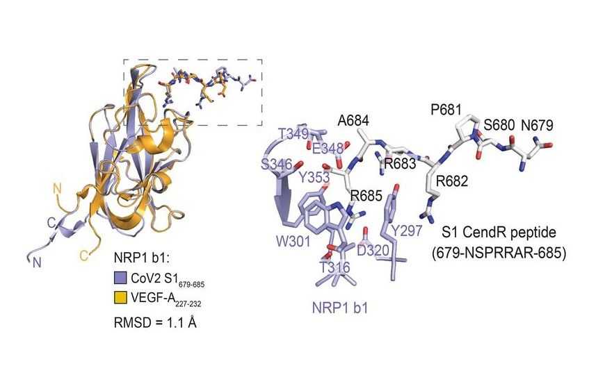 Повышенный белок s100. Белок s100. Нейропилин 1 и 2. +Паттерн экспрессии белка s100. Gene activity of the main Peptide Complexes.