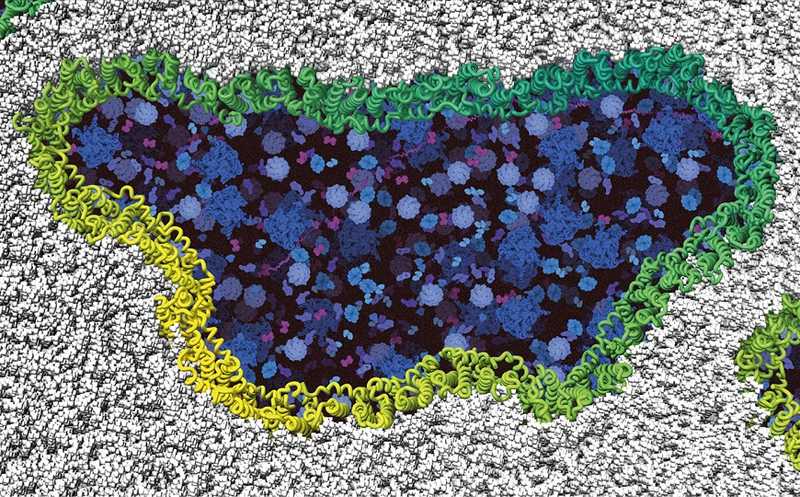 Белок ниндзюрин вскрывает клеточную мембрану в процессе клеточной гибели