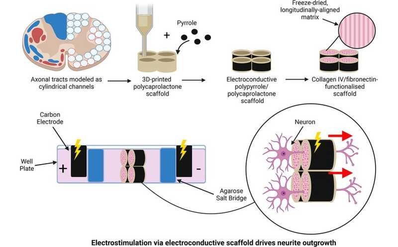 Восстановить поврежденные аксоны можно при помощи электропроводящей подложки
