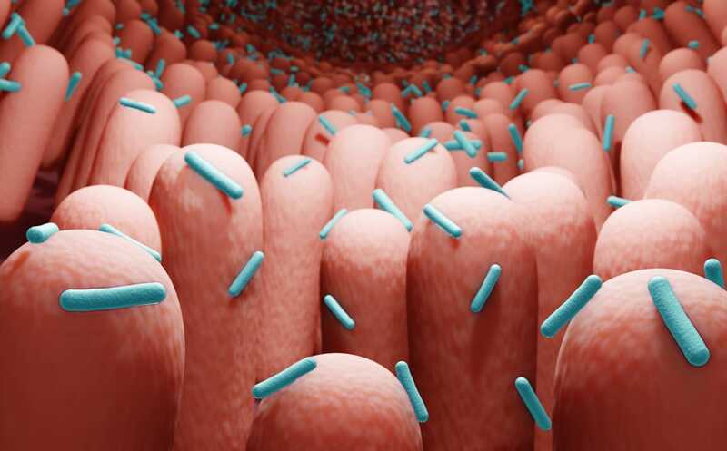 Антибиотики снижают нейровоспаление при травме мозга, но нарушают барьерную функцию кишечника