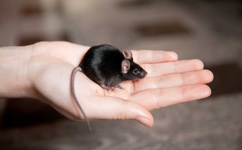 Организмы молодых и старых мышей по-разному борются с инфекцией