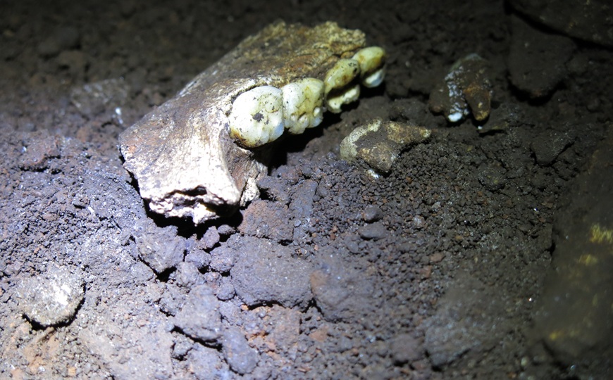 Протеомный анализ зубной эмали 20 Homo naledi не показал присутствия мужчин