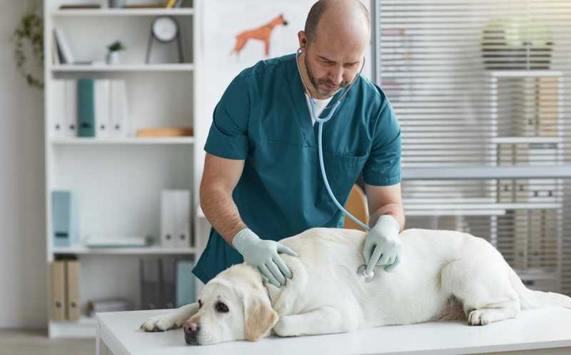 Новый подход к диагностике респираторных инфекций у собак
