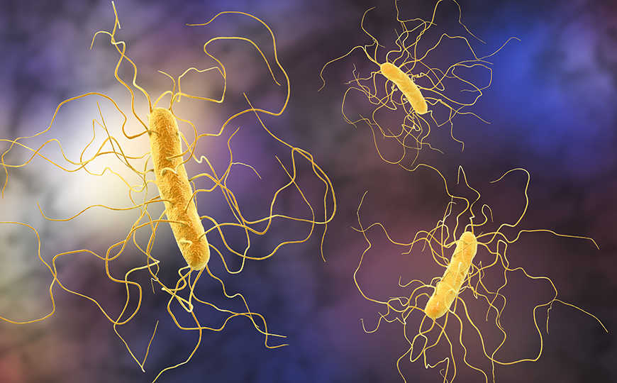 Clostridium difficile (Clostridioides difficile)