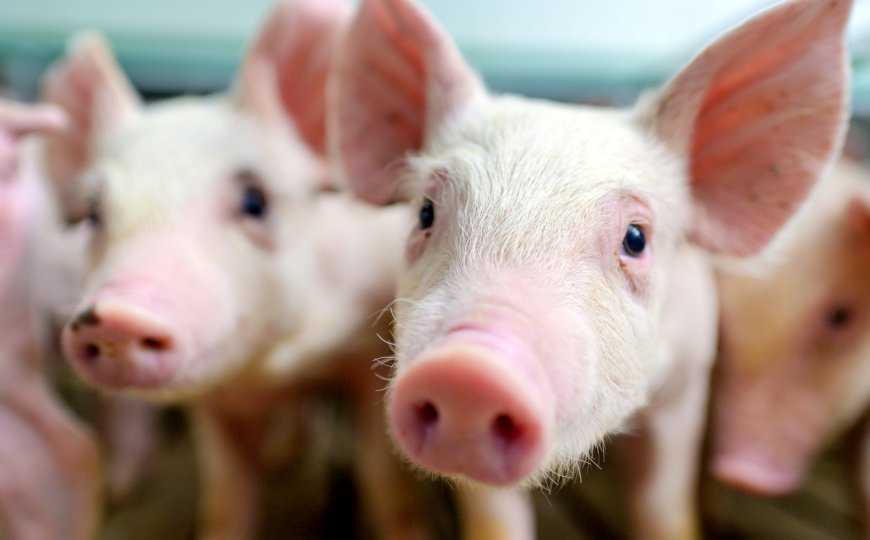 Почку генно-модифицированной свиньи пересадили умершему человеку