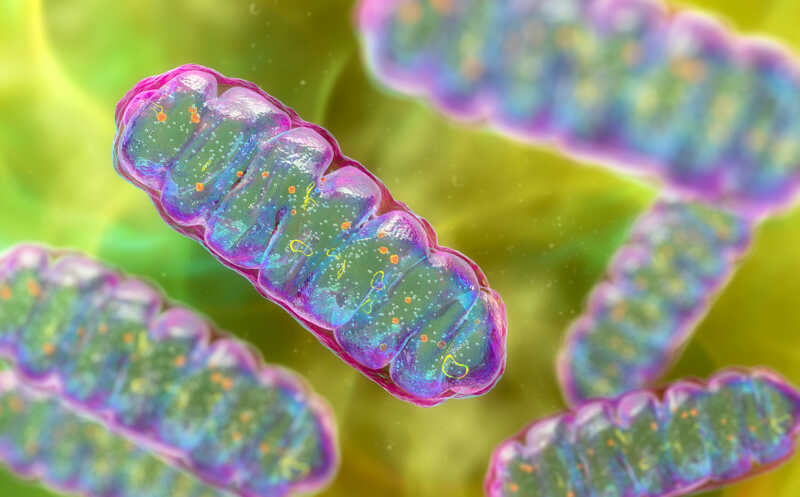 Как ограничить запасание энергии митохондриями?
