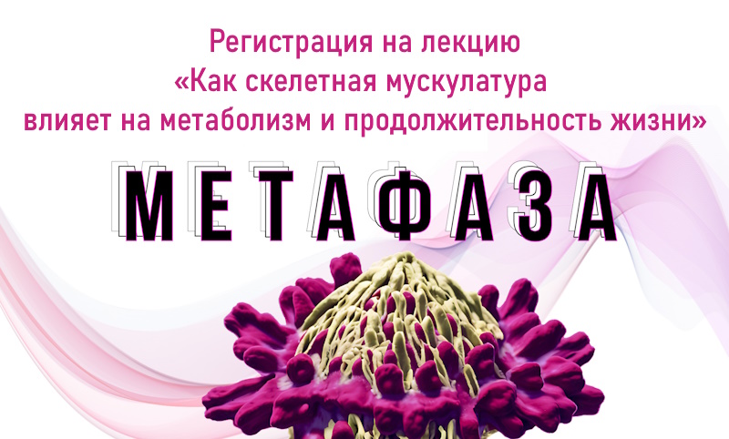 Метафаза_Попов