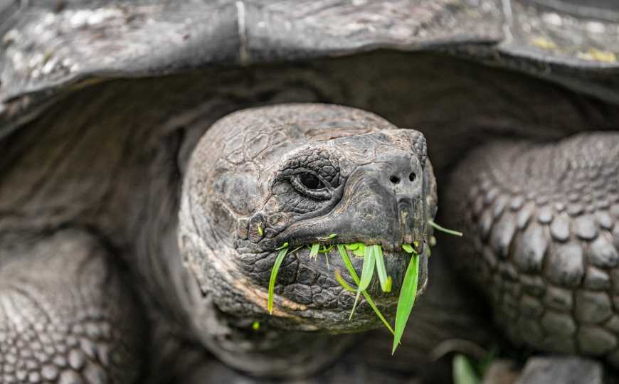 Черепахи стареют медленнее, потому что у них есть панцирь