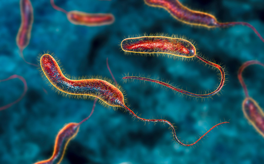 Холера, заразившая человека, лишается разнообразия защиты от фагов