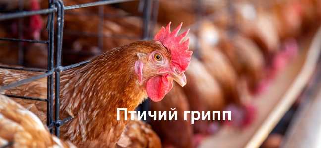 Птичий грипп