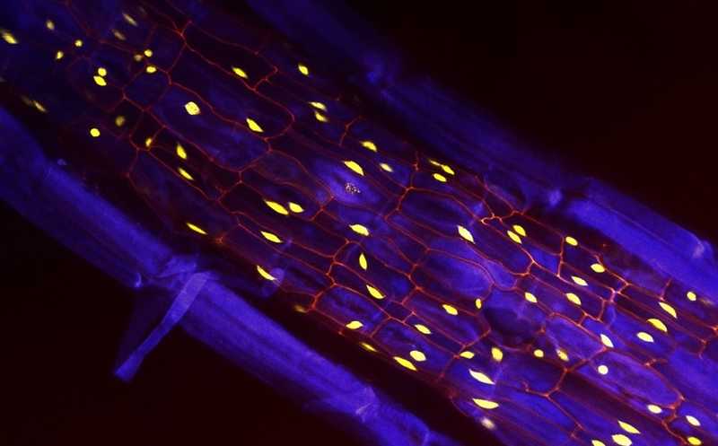 Развитие защитного слоя корней арабидопсиса изучили на уровне единичных ядер