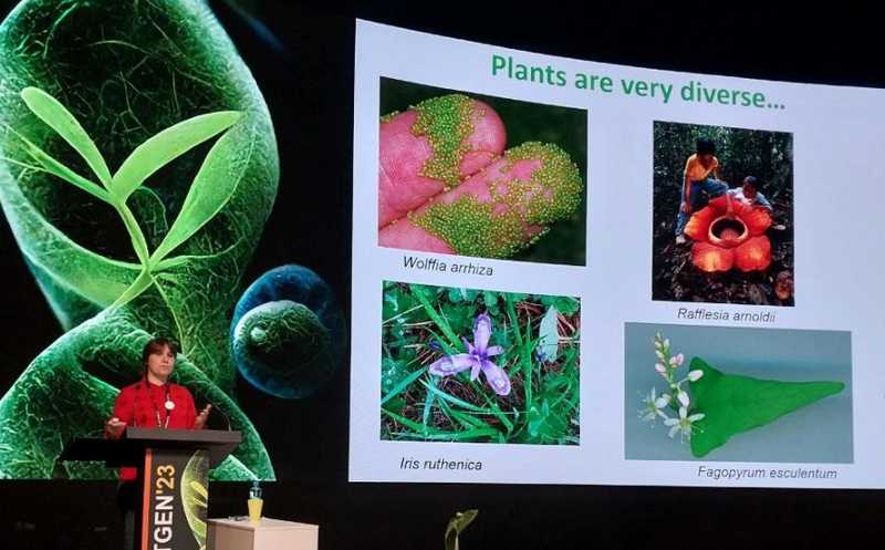 Собери геном своего растения. О повторах, полиплоидии и трудностях аннотации