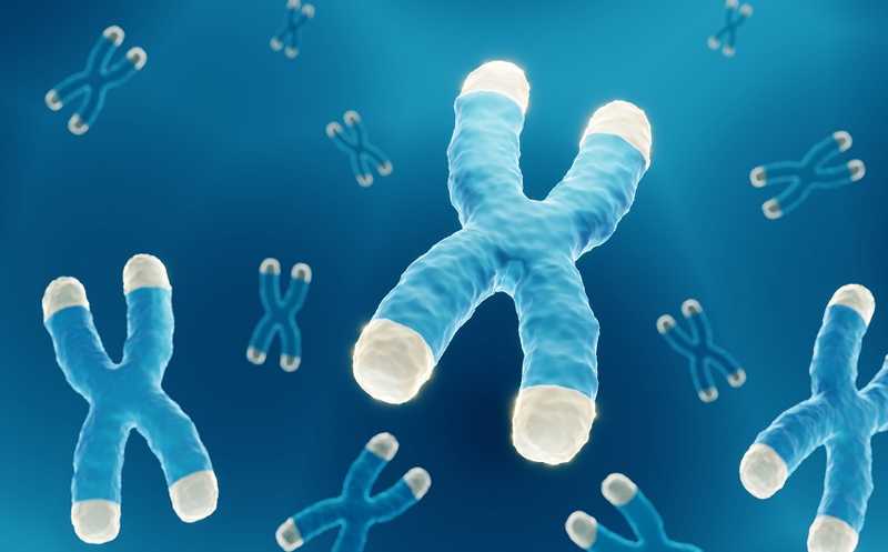 Различия в длине теломер отдельных хромосом проявляются уже при рождении