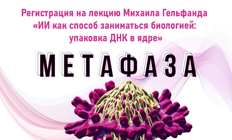 Метафаза Гельфанд