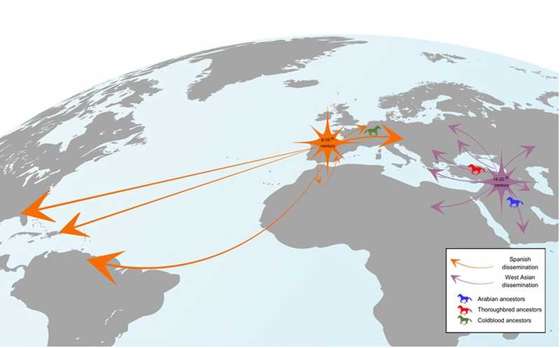 Y-хромосома раскрыла историю распространения восточных лошадей
