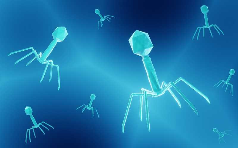 Вирусный вектор на основе бактериофага T4 доставляет ДНК, РНК и белки