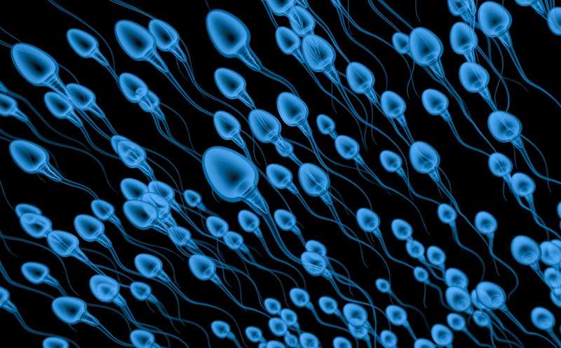 Цилицины играют важную роль в морфологии сперматозоидов и фертильности мышей и людей