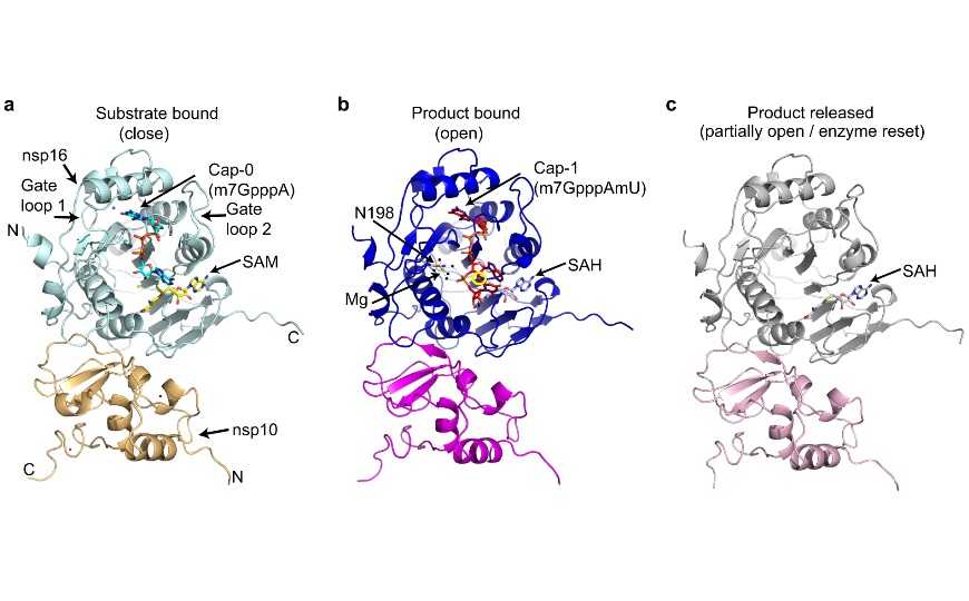Кэпирование РНК. Белковый комплекс. Рибосом с ионами магния. Кэпирование CP-Binding Protein. Первые белковые