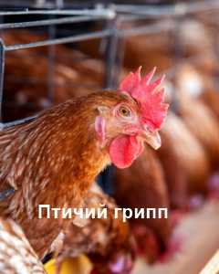 Птичий грипп