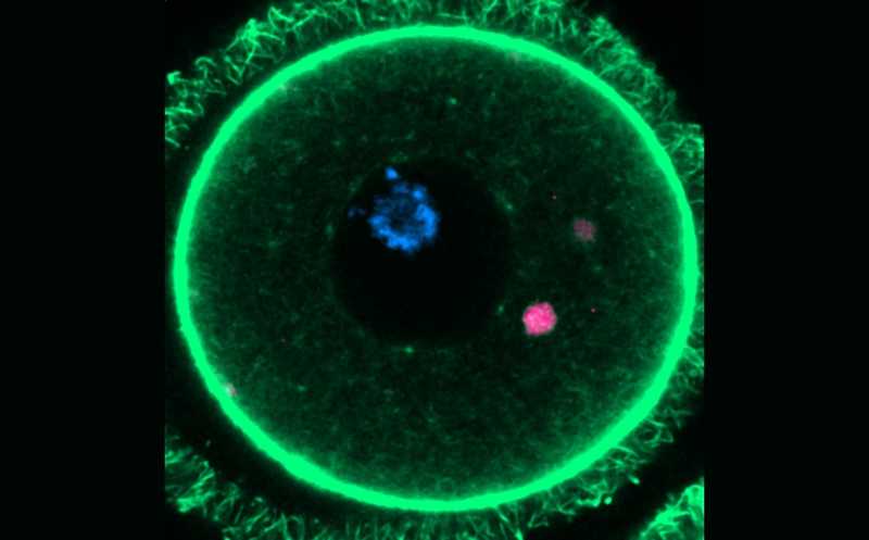 Агрегаты белков в ооцитах мышей хранятся в суперорганеллах