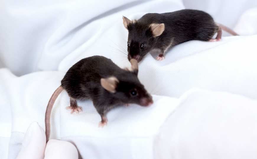 Антибиотик подавляет репликацию коронавируса у мышей