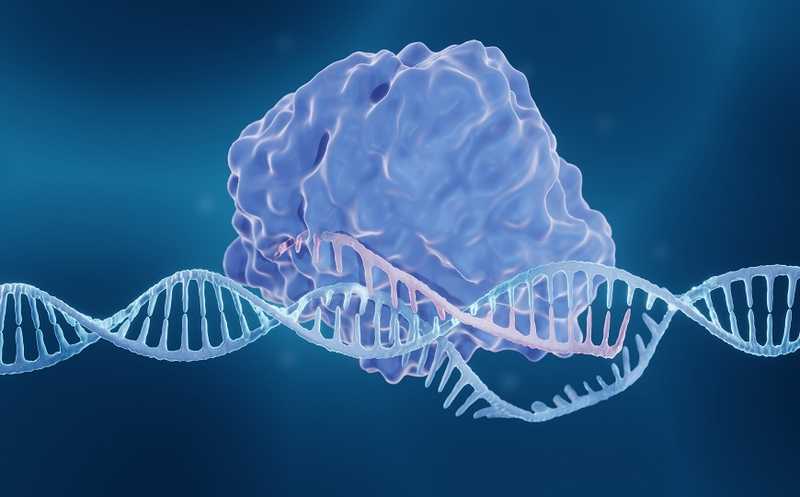 Система CRISPR с сериновой интегразой вносит в геном большие последовательности