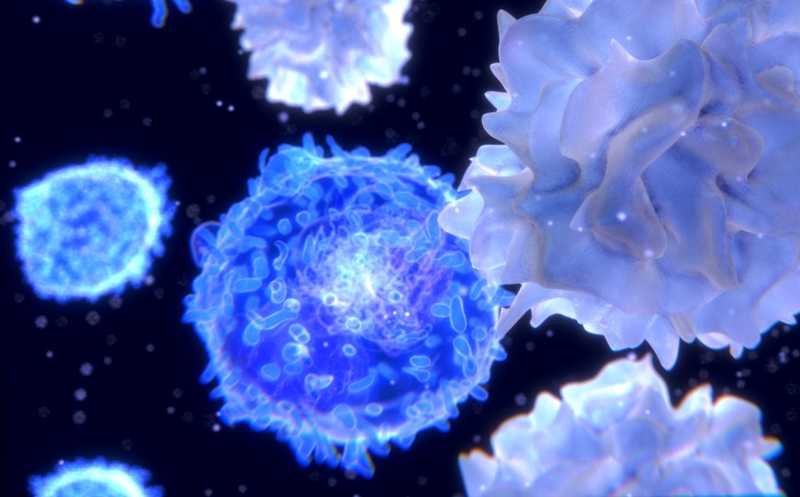 Комбинация вакцины на основе дендритных клеток и Т-клеточной терапии эффективна при раке яичников