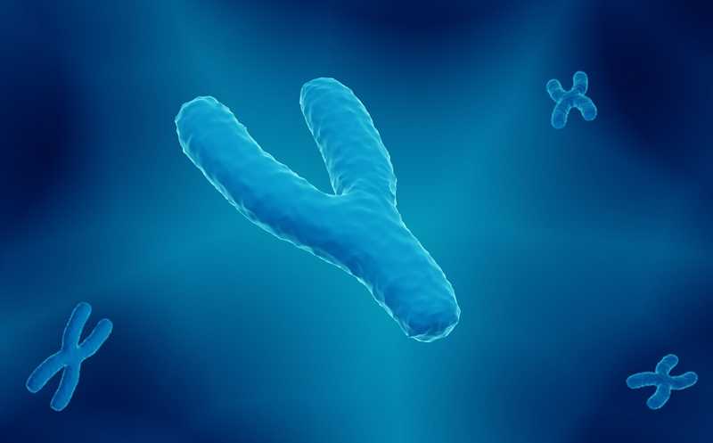 Cuantos cromosomas tiene un ser humano