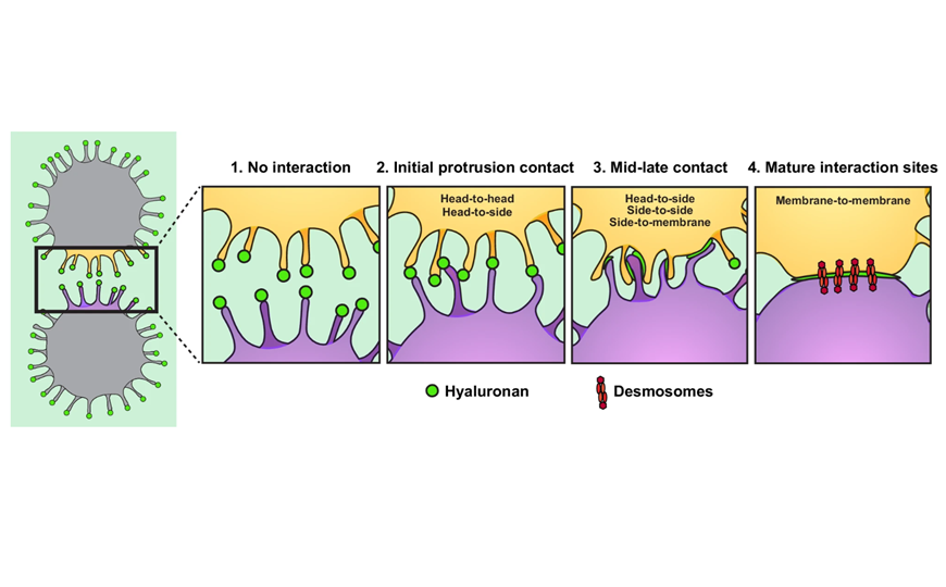 Внеклеточный матрикс помогает кластерам опухолевых клеток выживать в кровотоке