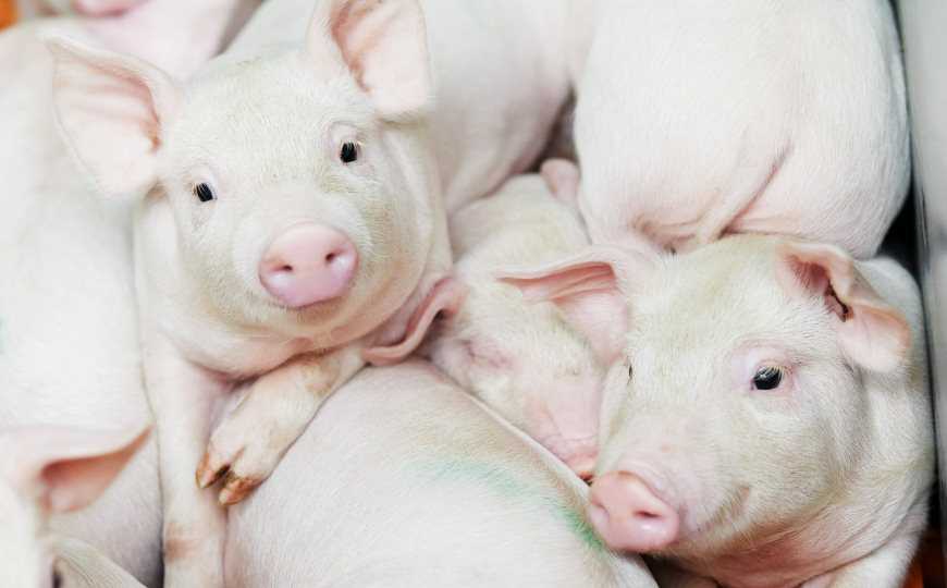 Организм человека более двух дней не отторгает почку свиньи с одним выключенным геном