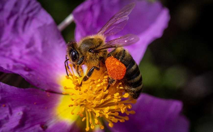Оценить здоровье колонии пчел позволит ДНК из мёда