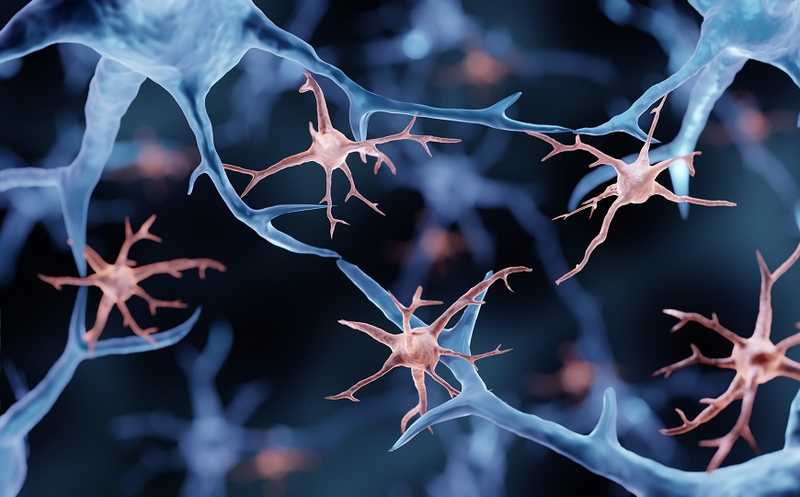 Микроглия восстанавливает поврежденные сосуды мозга под действием интерлейкина 6
