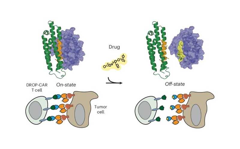 Чувствительный к венетоклаксу переключатель снизил токсичность CAR T-клеток