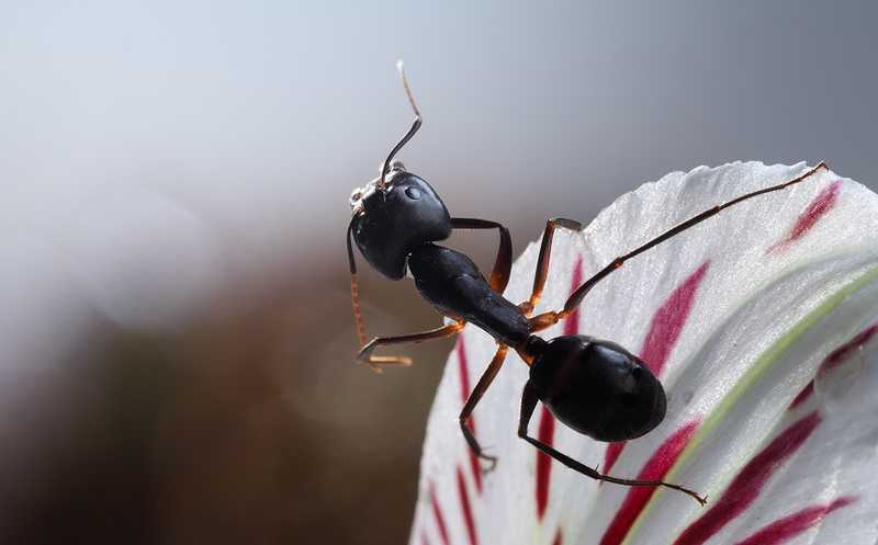 Социальная изоляция вызывает окислительный стресс у муравьев и сокращает их жизнь