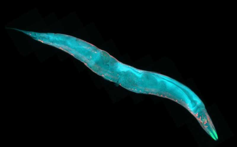 По уровню экспрессии фермента ELO-6 можно предсказать продолжительность жизни нематоды