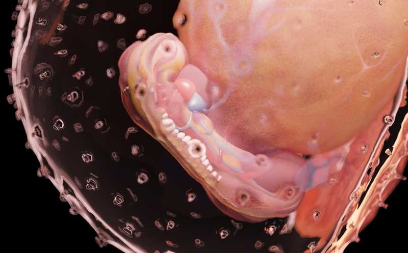 3D-органоид нервной трубки поможет отследить раннее развитие ЦНС
