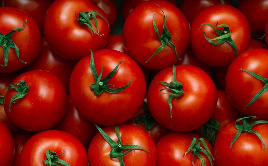 Генноинженерный томат — источник витамина D