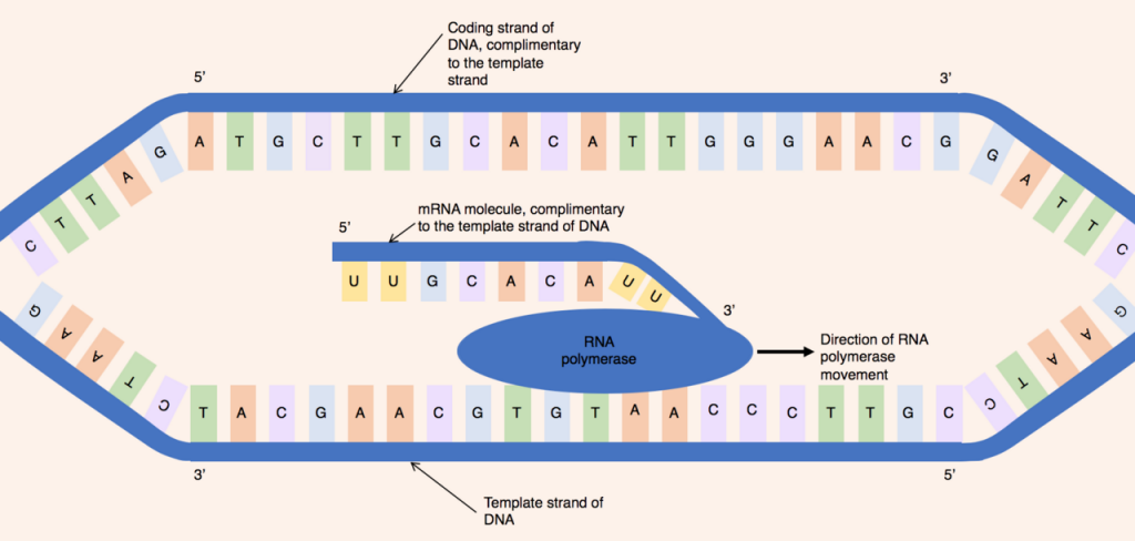 Process_of_DNA_transcription.png